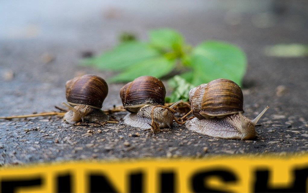 snail race Eco friendly ways to amuse the kids at home this summer Snail Race rainy day games