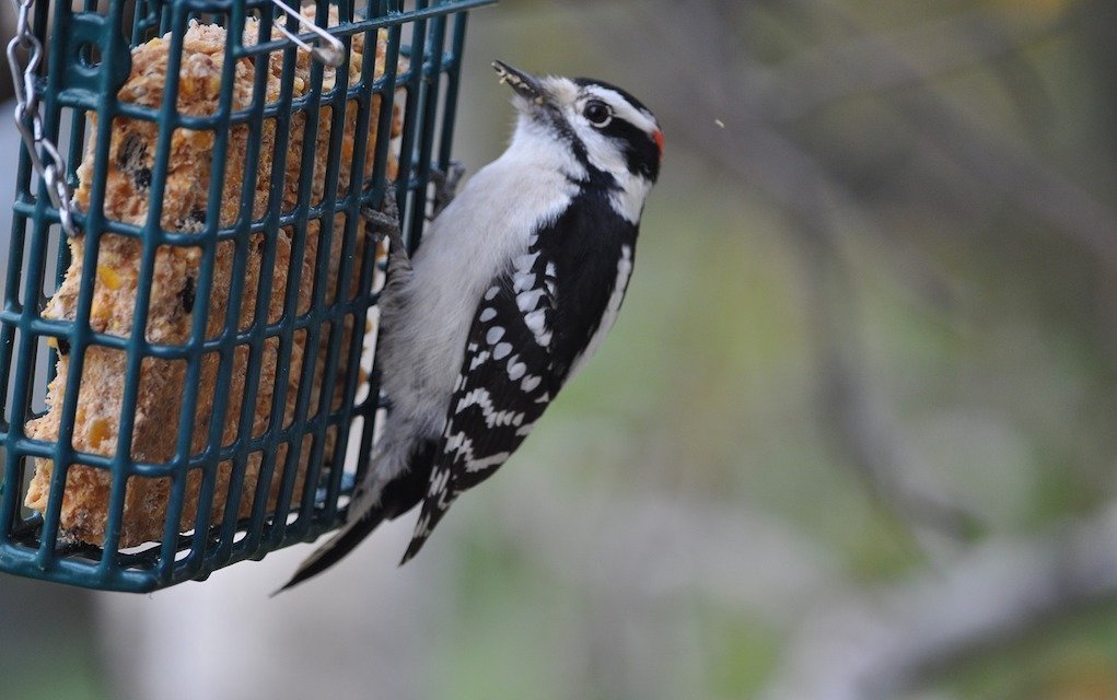 Bird feeder eco friendly activities for kids to do at home for summer