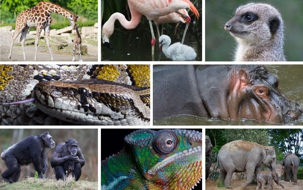 Dublin Zoo Animals SSE Aritricity Animal learning resources and activities