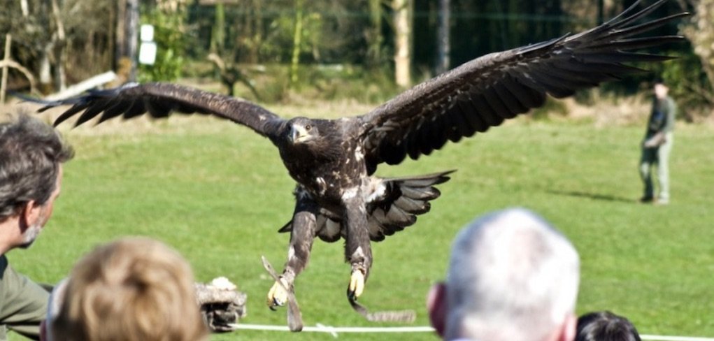 Eagles Flying Sligo