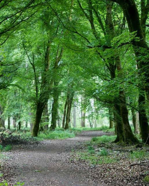 Portumna Forest Park