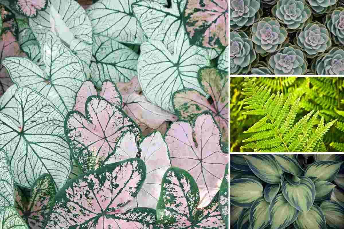 Sensory plants