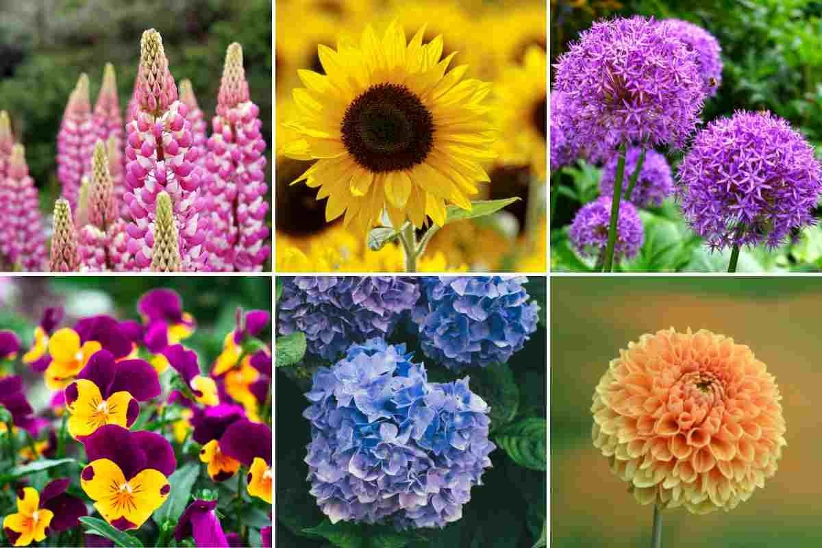 Sensory plants to see