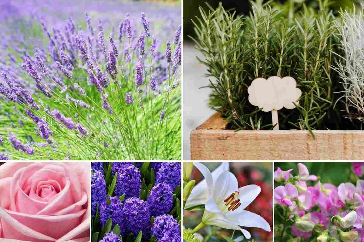 Sensory plants to smell