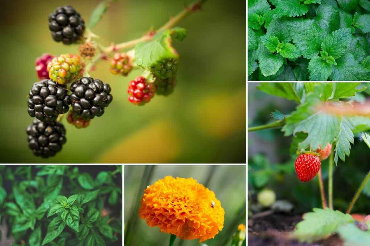 Sensory plants to taste
