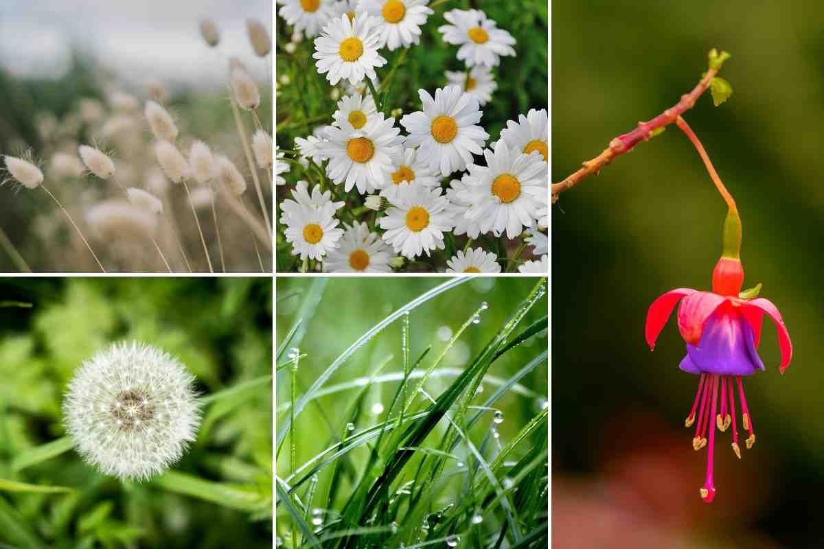sensory plants to touch