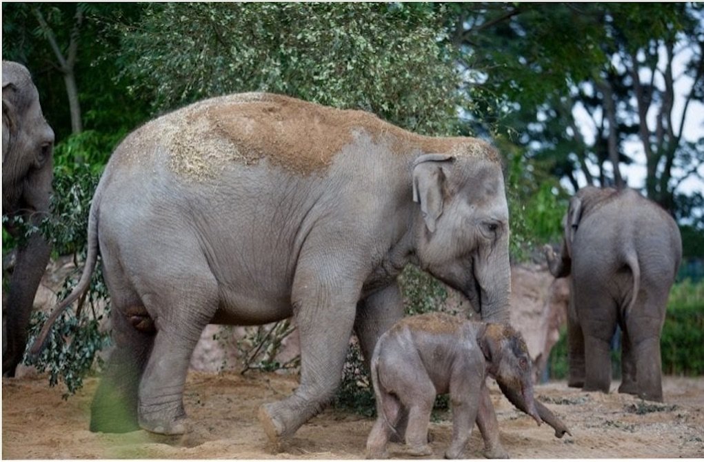 Elephants at dublin zoo sse airtricity animal learning resources and activities