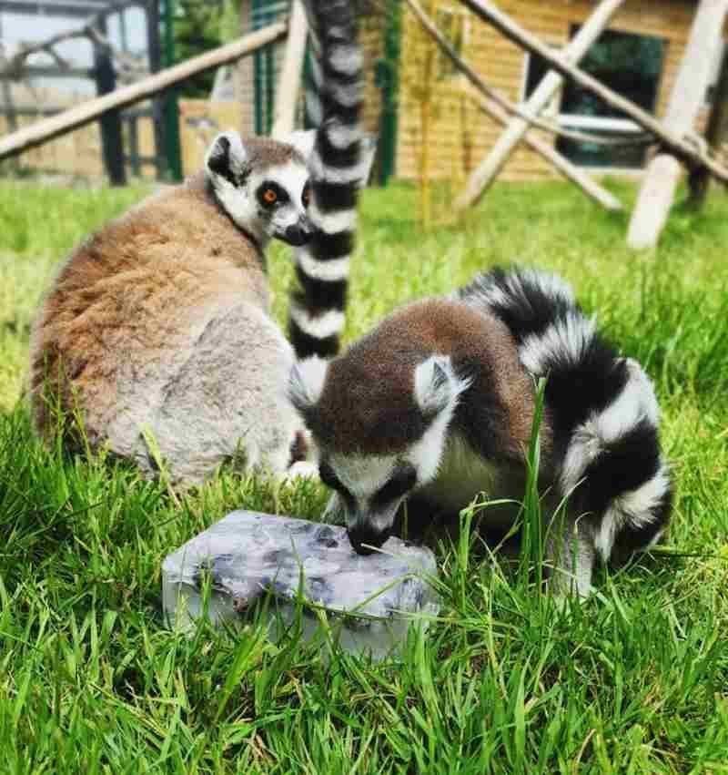 clonfert pet farm