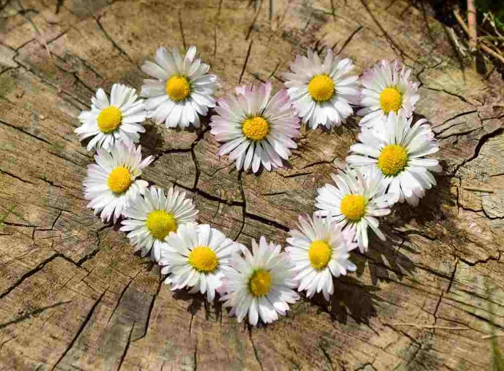 daisy chain heart