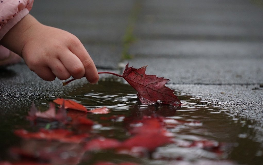 Rainy day leaves in puddle Rainy day leaves in puddle