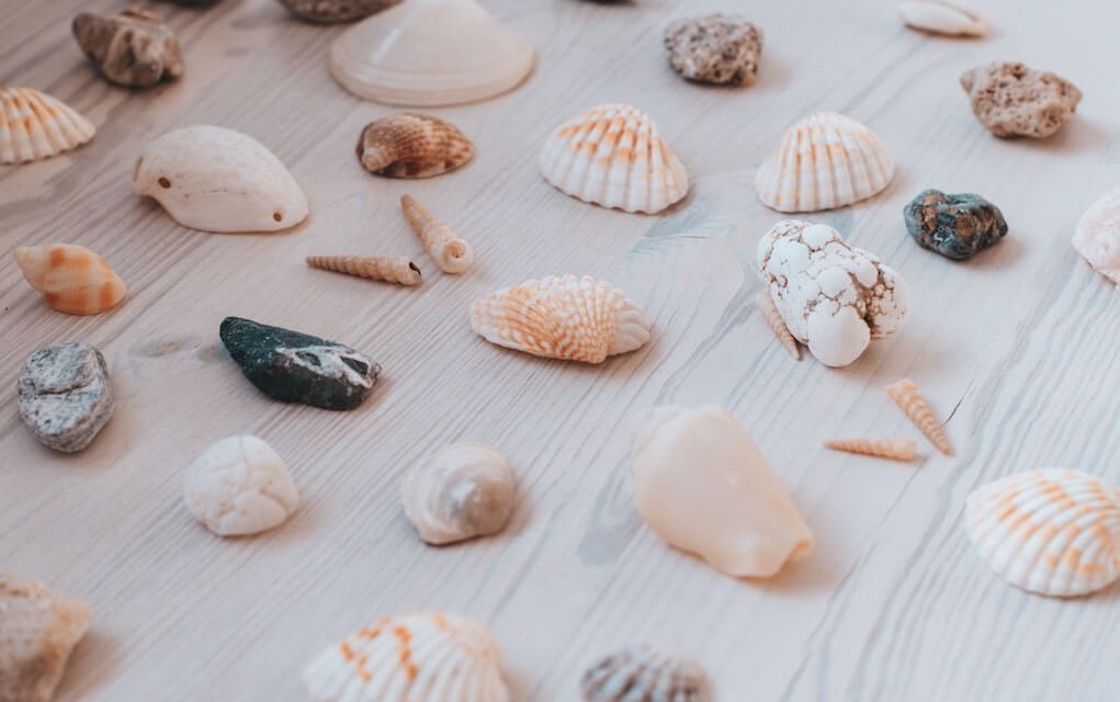 selection of shells for beach craft ideas