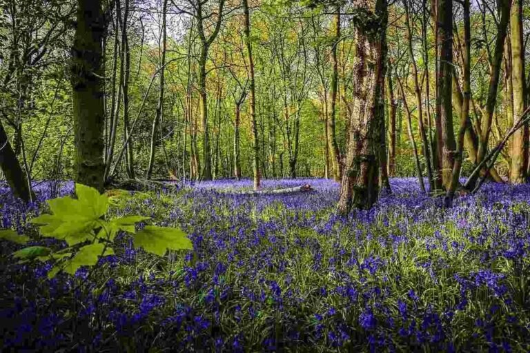 places to see bluebells in Ireland
