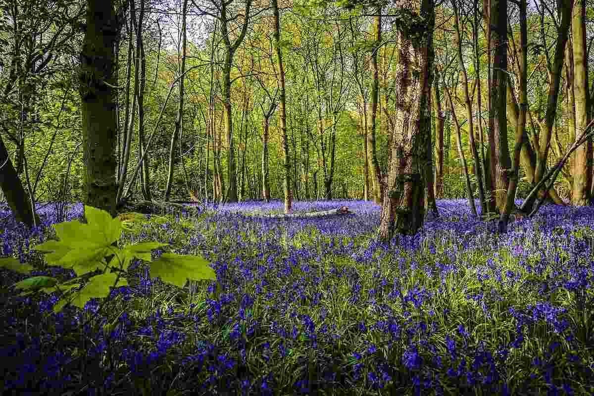places to see bluebells in Ireland