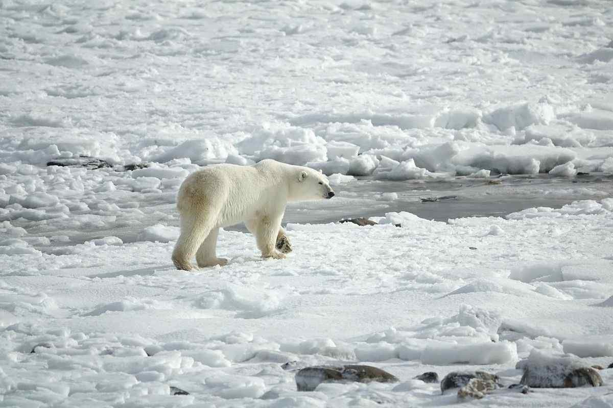 polar-bear-g36d80e1e7_1280 summer slide