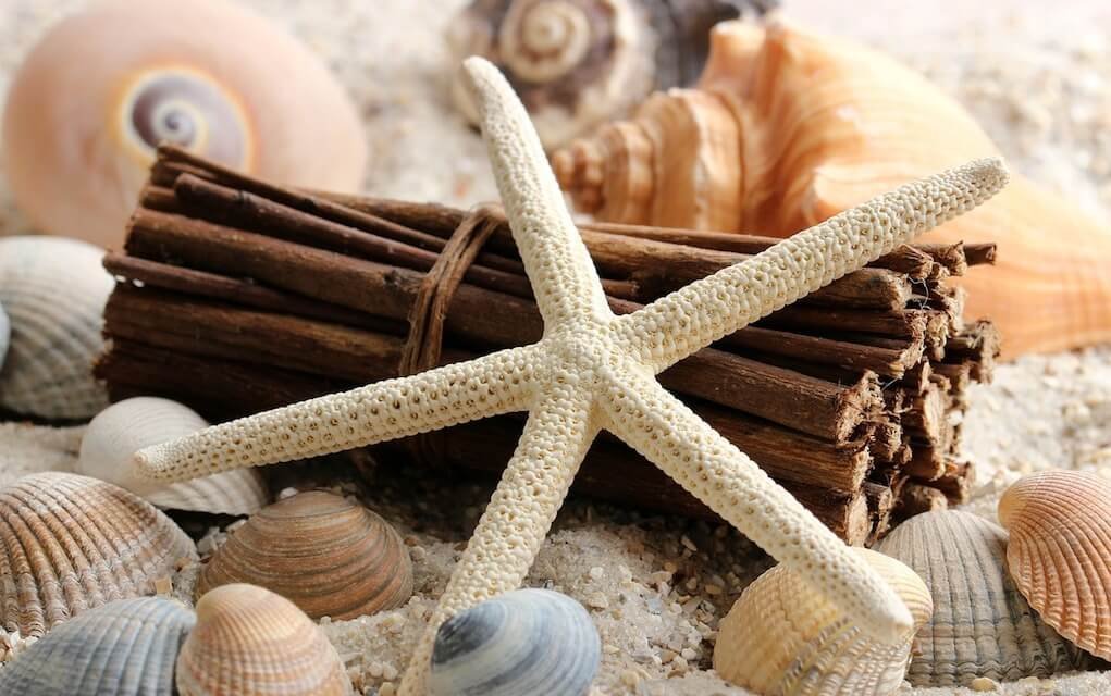 Shells and starfish for beach craft ideas