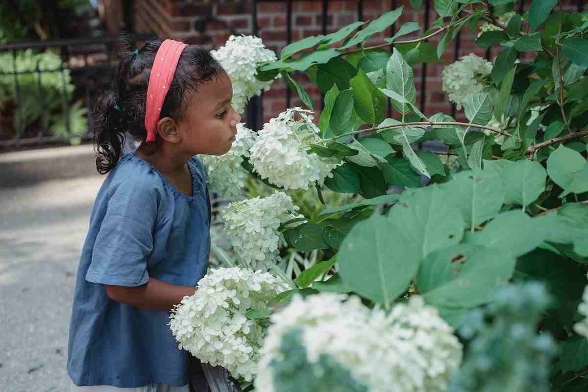 sensory plants