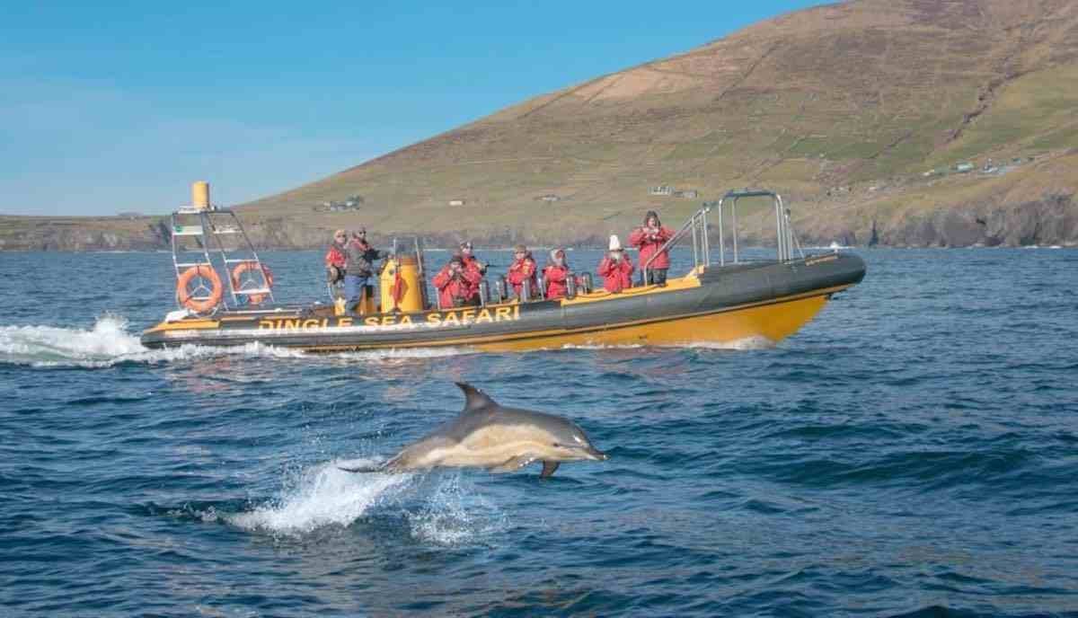 Dingle Sea Safari for days out with teens