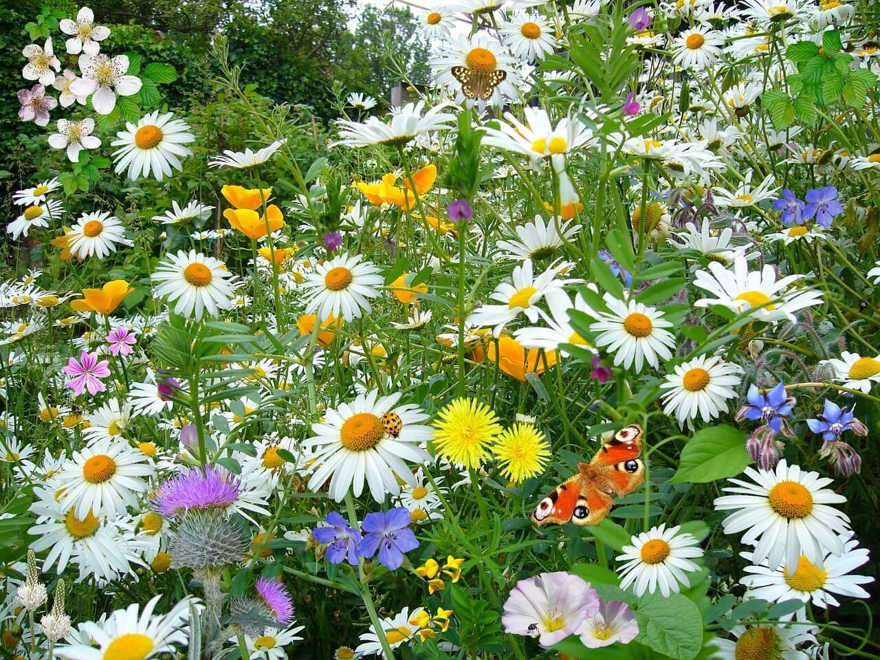 Butterfly garden Eco friendly ways to amuse the kids at home this summer