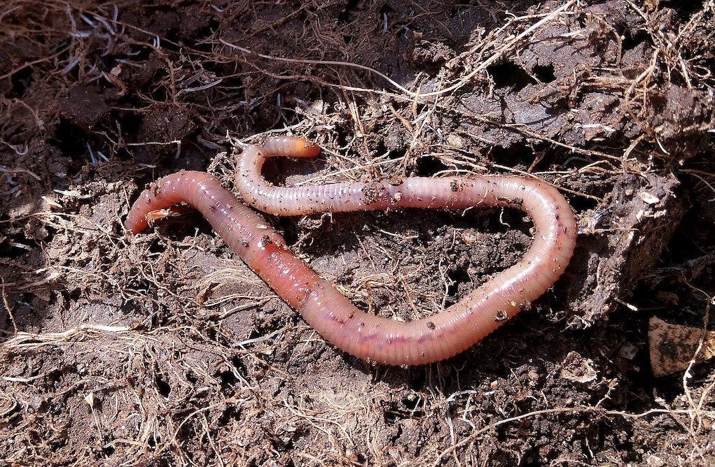 Worm Farm eco friendly ways to amuse the kids at home this summer